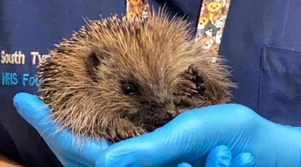 John the hedgehog. Photo: South Tyneside and Sunderland NHS Foundation Trust.