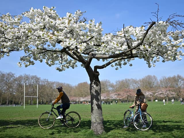 Cyclists in the park,