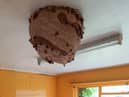 Massive Asian Hornet nest discovered in derelict house - prompting fresh warnings 