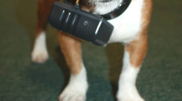 Ban electric shock collars 