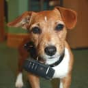 Ban electric shock collars 