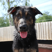 Kooper is a bouncy, big boy and is full of energy. He is looking for a home with people who have previous experience of similar dogs as he won’t be for the faint hearted. Kooper is looking for a home that will keep up with his high exercise levels and be giving him the mental stimulation he needs throughout the day. He loves playing with toys and playing fetch. (Credit: Dogs Trust)