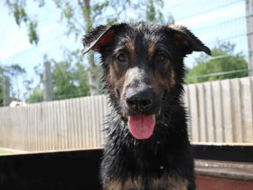 Kooper is a bouncy, big boy and is full of energy. He is looking for a home with people who have previous experience of similar dogs as he won’t be for the faint hearted. Kooper is looking for a home that will keep up with his high exercise levels and be giving him the mental stimulation he needs throughout the day. He loves playing with toys and playing fetch. (Credit: Dogs Trust)