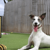  This nine-month-old pup is such a sweet girl who goes from showing off her cheeky side by pinching random objects to turning into an old soul who loves to find a comfy spot where she can enjoy a snooze.  She will bring a lot of fun to her new home.  