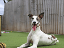  This nine-month-old pup is such a sweet girl who goes from showing off her cheeky side by pinching random objects to turning into an old soul who loves to find a comfy spot where she can enjoy a snooze.  She will bring a lot of fun to her new home.  