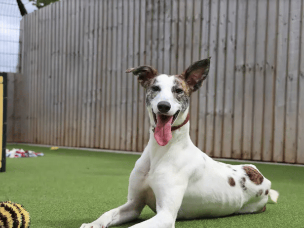  This nine-month-old pup is such a sweet girl who goes from showing off her cheeky side by pinching random objects to turning into an old soul who loves to find a comfy spot where she can enjoy a snooze.  She will bring a lot of fun to her new home.  