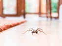 Thousands of creepy-crawlies are set to invade UK homes as spider mating season begins in September. 