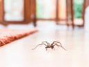 Thousands of creepy-crawlies are set to invade UK homes as spider mating season begins in September. 