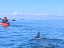 Ally Connell, 38, was only a mile from shore on a fishing trip when he saw a massive shark fin poking out of the water.