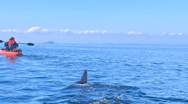 Ally Connell, 38, was only a mile from shore on a fishing trip when he saw a massive shark fin poking out of the water.