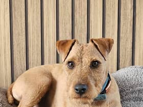 Winnie has been missing from the Simonside area since Monday, September 4.