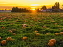 Local patches are preparing for visitors in October. Photo by James Wheeler