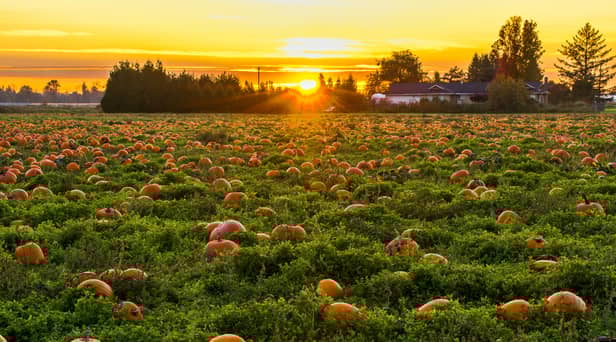 Local patches are preparing for visitors in October. Photo by James Wheeler