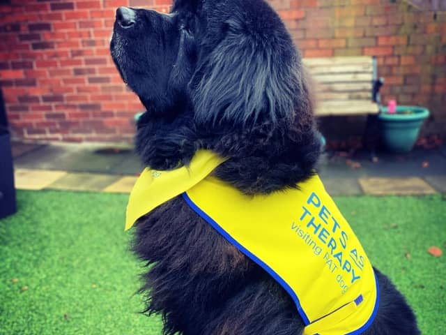 Teddy the therapy dogCredit: Toni Huskisson