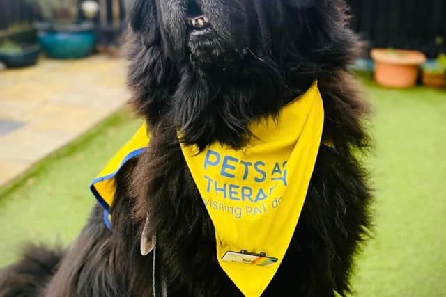 Teddy the therapy dogCredit: Toni Huskisson