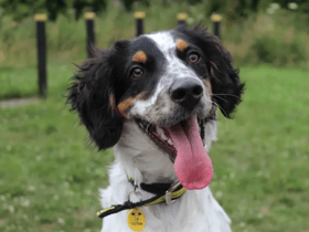 John is a very playful youngster. He has been practicing his training using his favourite toys and treats as his rewards! He is a lively, bouncy boy but also enjoys a snooze in a comfy spot. John is a very handsome and smart puppy. He will grow up to be a very clever dog, requiring exercise, enrichment, and training to keep him busy! John absolutely loves to play with toys and will happily play a game of fetch. He is full of enthusiasm and will join you on your adventures. (Credit: Dogs Trust)