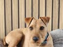 Winnie was sadly found dead on Wednesday evening.