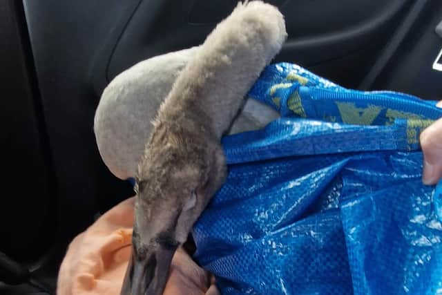 One of the injured cygnet Credit: Carol Yung 