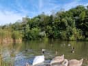 Boldon pond Credit: Carol Yung