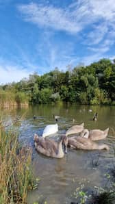 Boldon pond Credit: Carol Yung