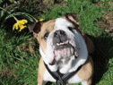 Edna has stolen the hearts of her carers her with a fun personality and affectionate side. It can take a bit of time to get into her friendship circle but with the help of treats, which she loves, it is so worth it! She’s enjoys playtimes and being out and about exploring. She’s good in the car too which is great for any adventures a little further away from the home. (Credit: Dogs Trust)