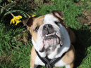 Edna has stolen the hearts of her carers her with a fun personality and affectionate side. It can take a bit of time to get into her friendship circle but with the help of treats, which she loves, it is so worth it! She’s enjoys playtimes and being out and about exploring. She’s good in the car too which is great for any adventures a little further away from the home. (Credit: Dogs Trust)