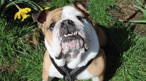 Edna has stolen the hearts of her carers her with a fun personality and affectionate side. It can take a bit of time to get into her friendship circle but with the help of treats, which she loves, it is so worth it! She’s enjoys playtimes and being out and about exploring. She’s good in the car too which is great for any adventures a little further away from the home. (Credit: Dogs Trust)
