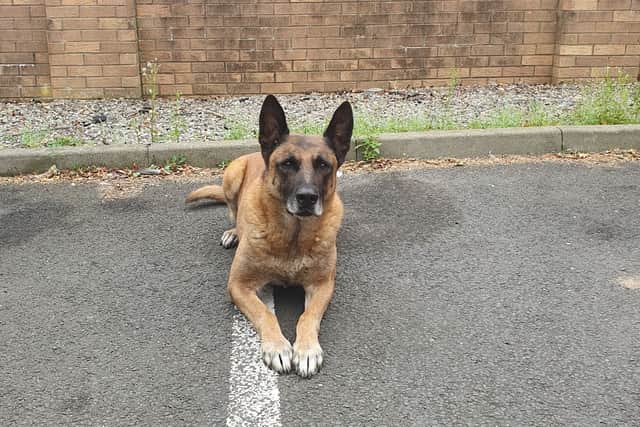 Seth is looking for a forever home after retiring (Credit: Northumbria Police)