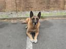 Seth is looking for a forever home after retiring (Credit: Northumbria Police)