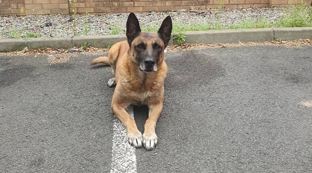 Seth is looking for a forever home after retiring (Credit: Northumbria Police)