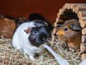 The RSPCA is this year backing Guinea Pig Awareness Week, as it deals with a big spike in the tiny critters coming through its doors (RSPCA/Supplied)