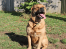 Storm is a big bundle of fun who is guaranteed to capture your heart! She loves playing with toys and will show off her puppy-like mannerisms as soon as a cuddly toy comes out. She will happily play a game of fetch or take herself off on her own for play time. Storm can be strong on lead when she wants to, but we feel this is very manageable for someone confident with bigger dogs. She really enjoys having a tasty treat which will help with her ongoing training. She will need plenty of mental stimulation in the home such a destruction boxes and activity puzzles. Storm is an absolute bundle of joy who cannot wait to find her forever home. (Credit: Dogs Trust)