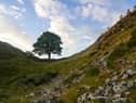 An investigation is underway after the tree at Sycamore Gap was “deliberately felled”. Photo: Ian Forsyth/Getty Images.