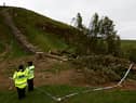 A 16-year-old boy has been arrested in connection with the “deliberate felling” of the Sycamore Gap tree. Photo: Jeff J Mitchell/Getty Images.