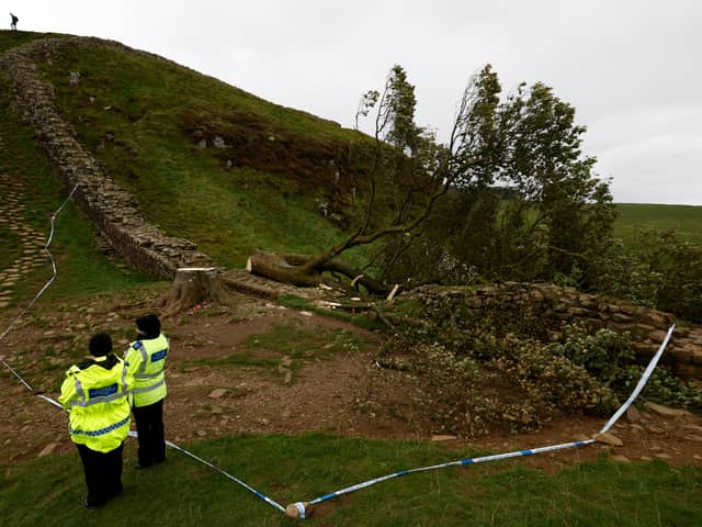 A 16-year-old boy has been arrested in connection with the “deliberate felling” of the Sycamore Gap tree. Photo: Jeff J Mitchell/Getty Images.