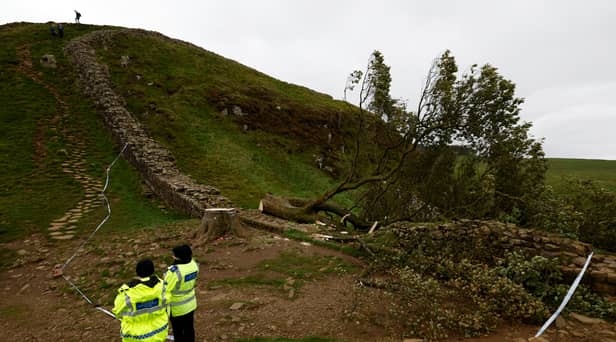 A 16-year-old boy has been arrested in connection with the “deliberate felling” of the Sycamore Gap tree. Photo: Jeff J Mitchell/Getty Images.