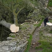 Forensic investigators from Northumbria Police examine the felled Sycamore Gap tree. (Photo: Owen Humphreys/PA Wire)