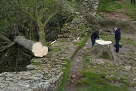 Forensic investigators from Northumbria Police examine the felled Sycamore Gap tree. (Photo: Owen Humphreys/PA Wire)