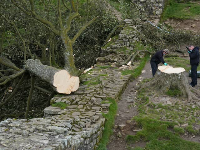 Forensic investigators from Northumbria Police examine the felled Sycamore Gap tree. (Photo: Owen Humphreys/PA Wire)