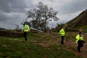 The damage to the tree is being treated as criminal. (Image: Getty Images)