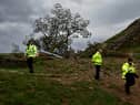 The damage to the tree is being treated as criminal. (Image: Getty Images)