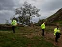 The damage to the tree is being treated as criminal. (Image: Getty Images)