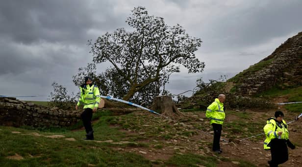 The damage to the tree is being treated as criminal. (Image: Getty Images)