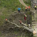 Work has now started chainsawing the felled tree into sections for its removal (Photo: Owen Humphreys/PA Wire)