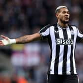 Joelinton is set to be back available for Newcastle this weekend.  