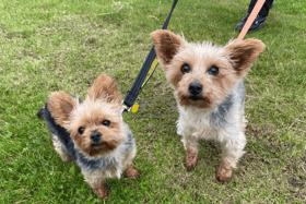 This adorable pair have been together for a while and we’d love to see them find a home together. They do enjoy a more calmer lifestyle where they can have a moment to adjust to their surroundings. This lovely little duo are going to make for the sweetest of companions (Credit: Dogs Trust)