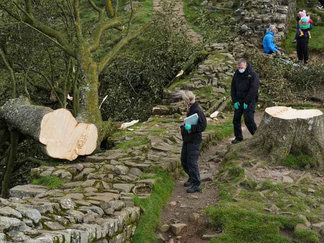 Forensic investigators from Northumbria Police examining the felled Sycamore Gap tree (Photo: Owen Humphreys/PA Wire) 