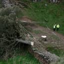 Police have arrested two more people in connection with the felling of the Sycamore Gap Tree. Photo: Getty Images.