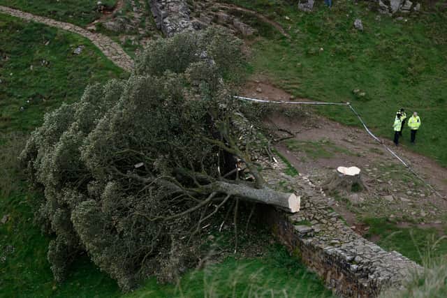Two men are set to appear at Newcastle Magistrates’ Court over the felling of the Sycamore Gap tree. Photo: Getty Images.