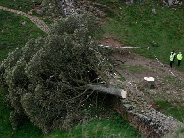 Police have arrested two more people in connection with the felling of the Sycamore Gap Tree. Photo: Getty Images.